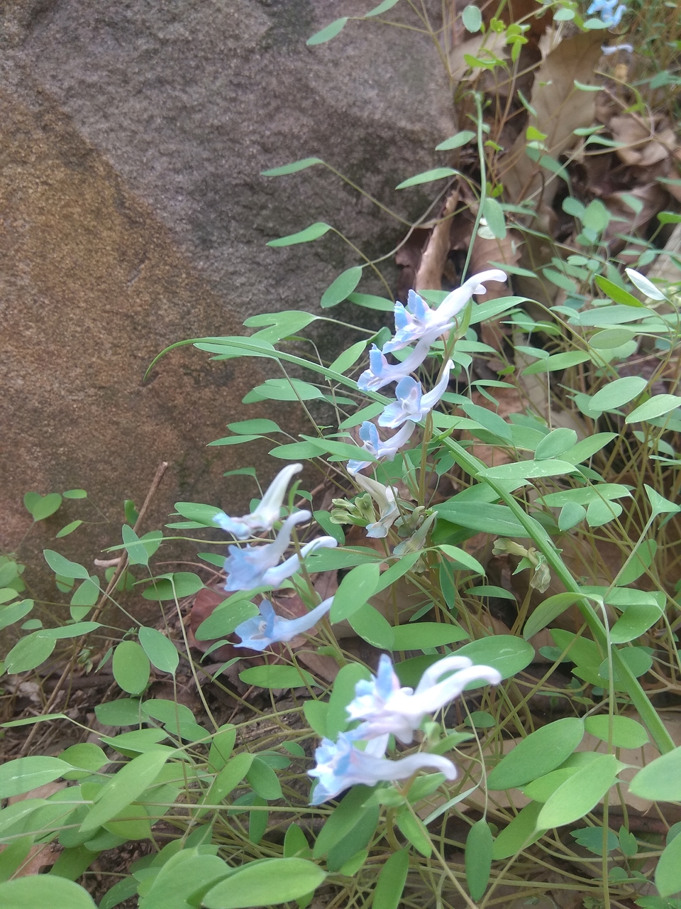 Cwn3_O58er3u-4vlJxPBfQowDqR0m5tYXHLyxuJFKgt5-7bLuIV0VY-UAQZN0tZR