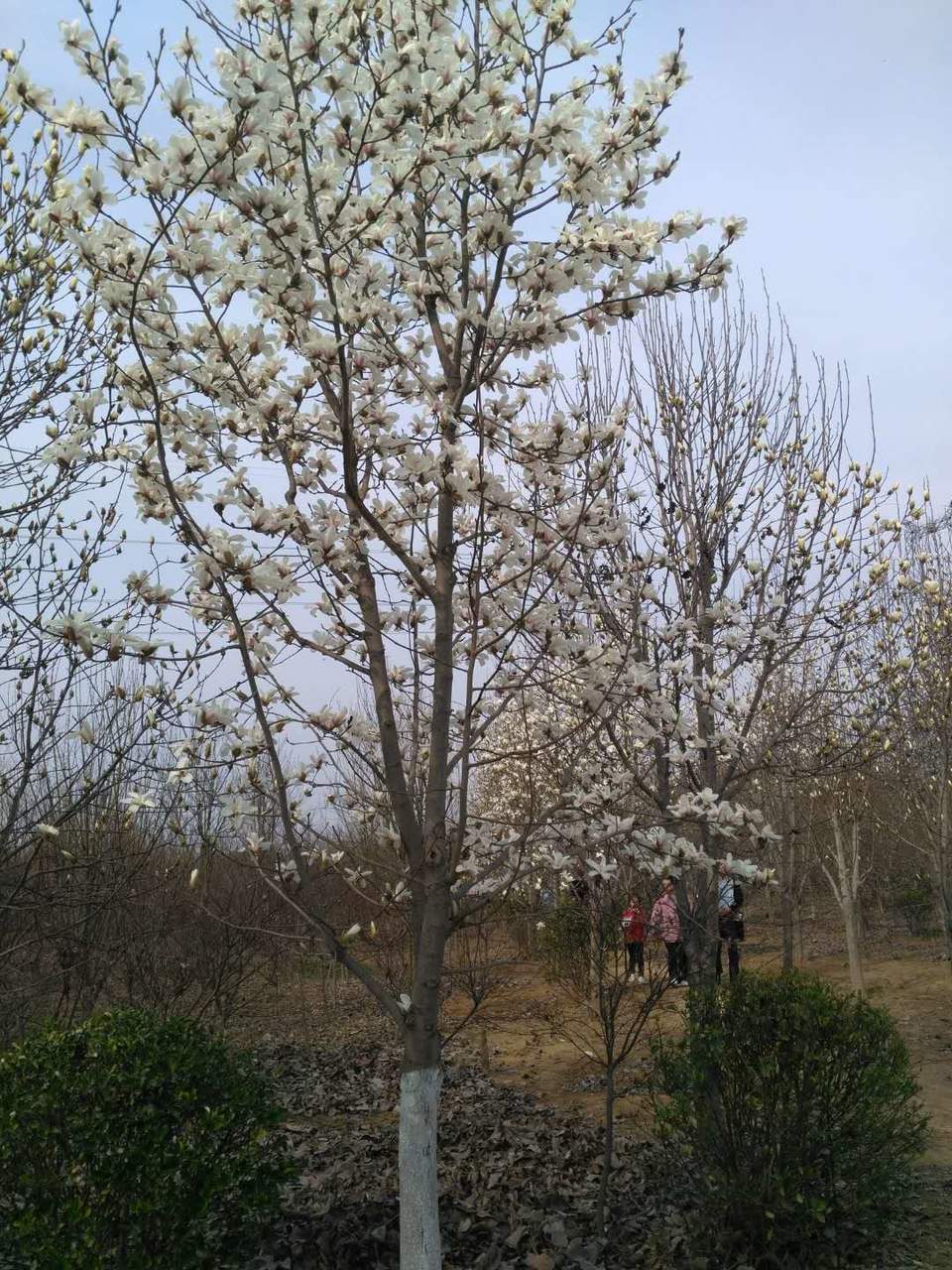 4yME98aEXPB0snty8J2j1XdBjpXVnGmbVNtLixHRFAv5J9zkFavpT6L1ZkIGujSW