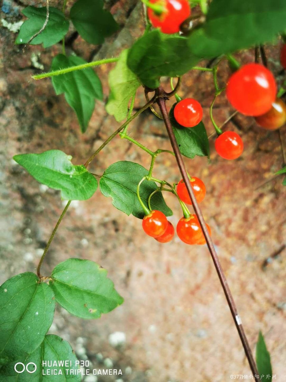 f-Jo0qWqXgKAEFPPGUMem01ql0h1mpWdZkZUhTxPwVM__gUfbrr8uQ1Ci1186mCP