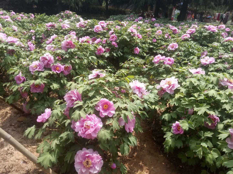 b0OHRegwSu6pgZR5L4EruD66UBr4Eo0WhENEp34HB4FTx8WPdXv68l2Tqvs71fe_