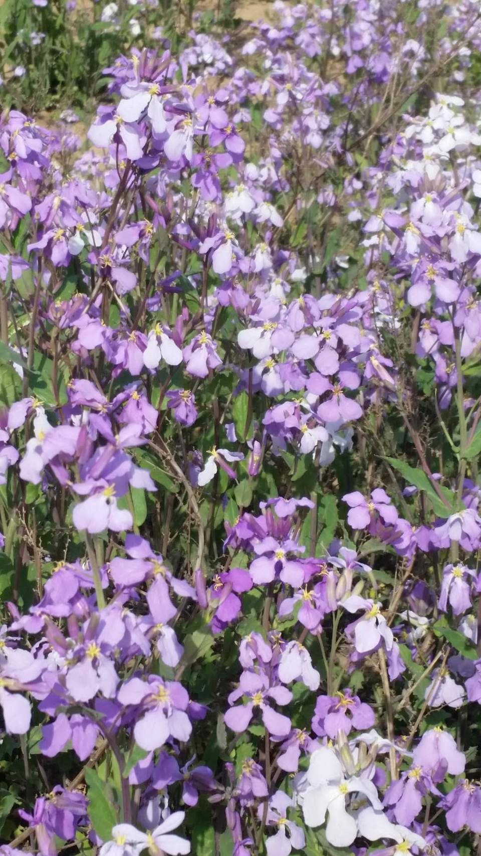 AAfqVVoI0zcVbGI6_xPwqayAZ_cUUOatvqBeauYs5VPUbV9rKHGnL-8cmPwp806U