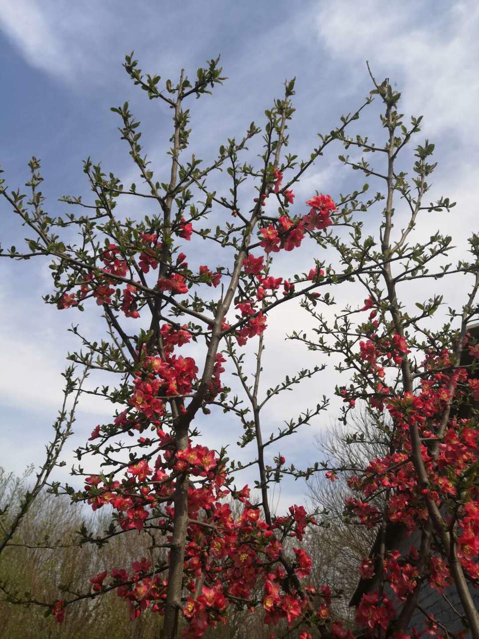 ajCwkWivdPh1tjQ64b_gJpTVvsgBXq3_G3IIrAhfsvlqMSDy1j3lyvy6rxWie9sm