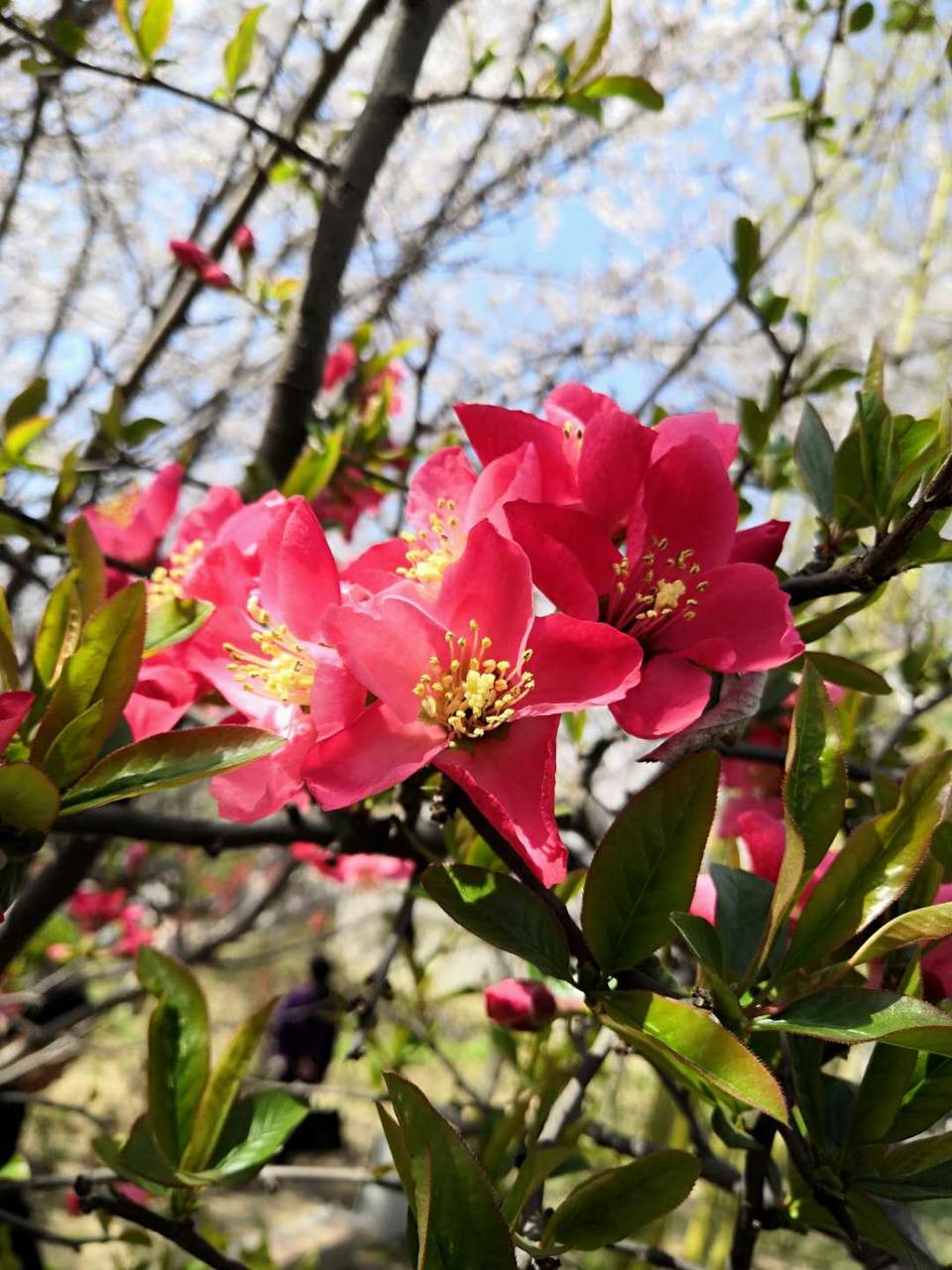 Vr2wsFE_is88QoEmfYKEjKlbYCbEDo1HePdpc7_FACsrzPFyS6IUMk6Au-Ac3hYa