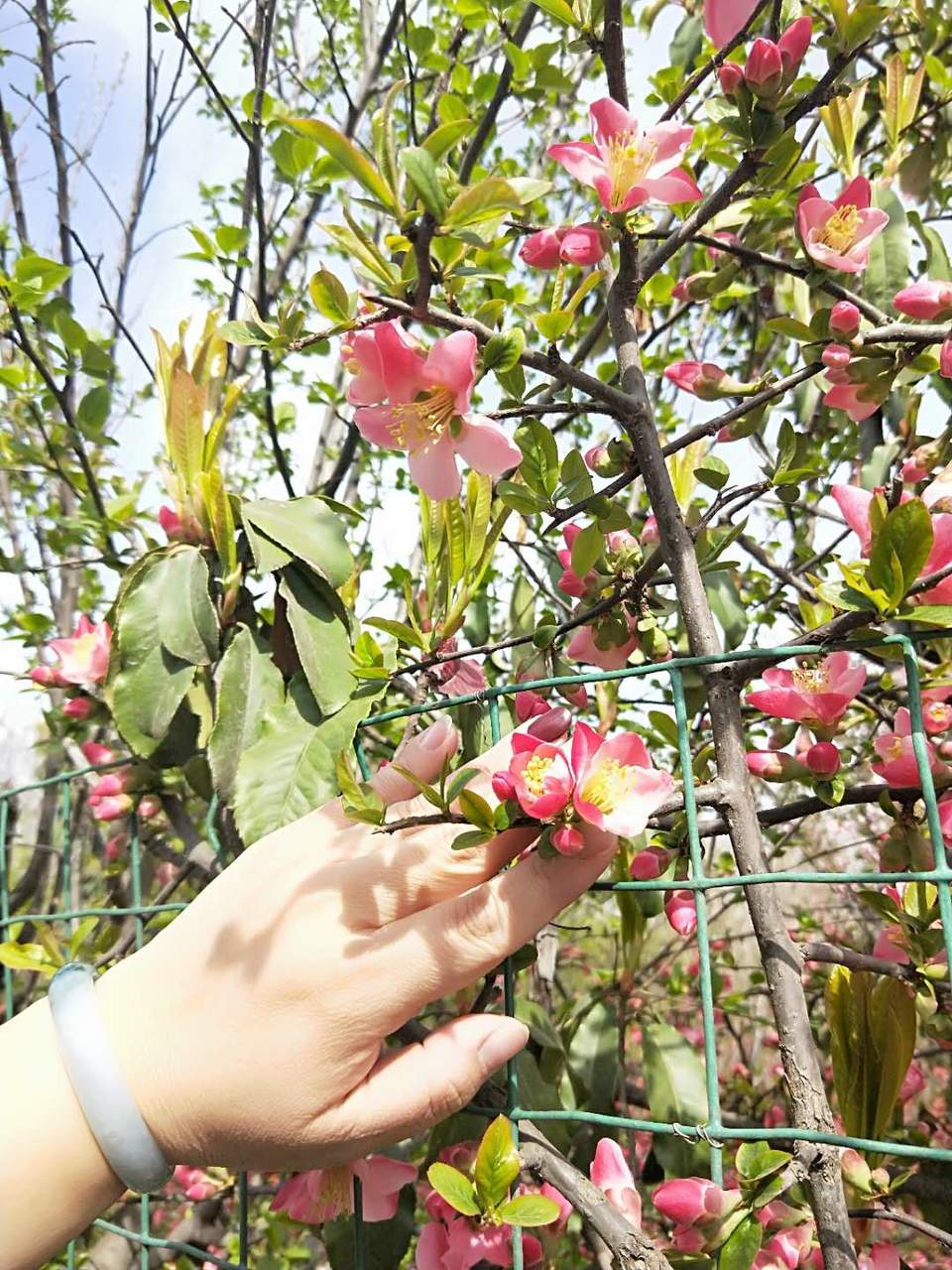 7ZUGpckU0ENTXVjaaT3zbmV0-f8n9Dr0U5IAm3jNNrT-1H5iMmL0QMrUj1TCuz0D