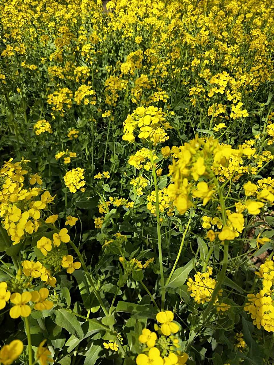 vS6Ug_QVR5jZWFo_B3ZhsvmIUrUpPmckymYz3HjF5_e9ts0FZWjiq4PyfQwmIoHv