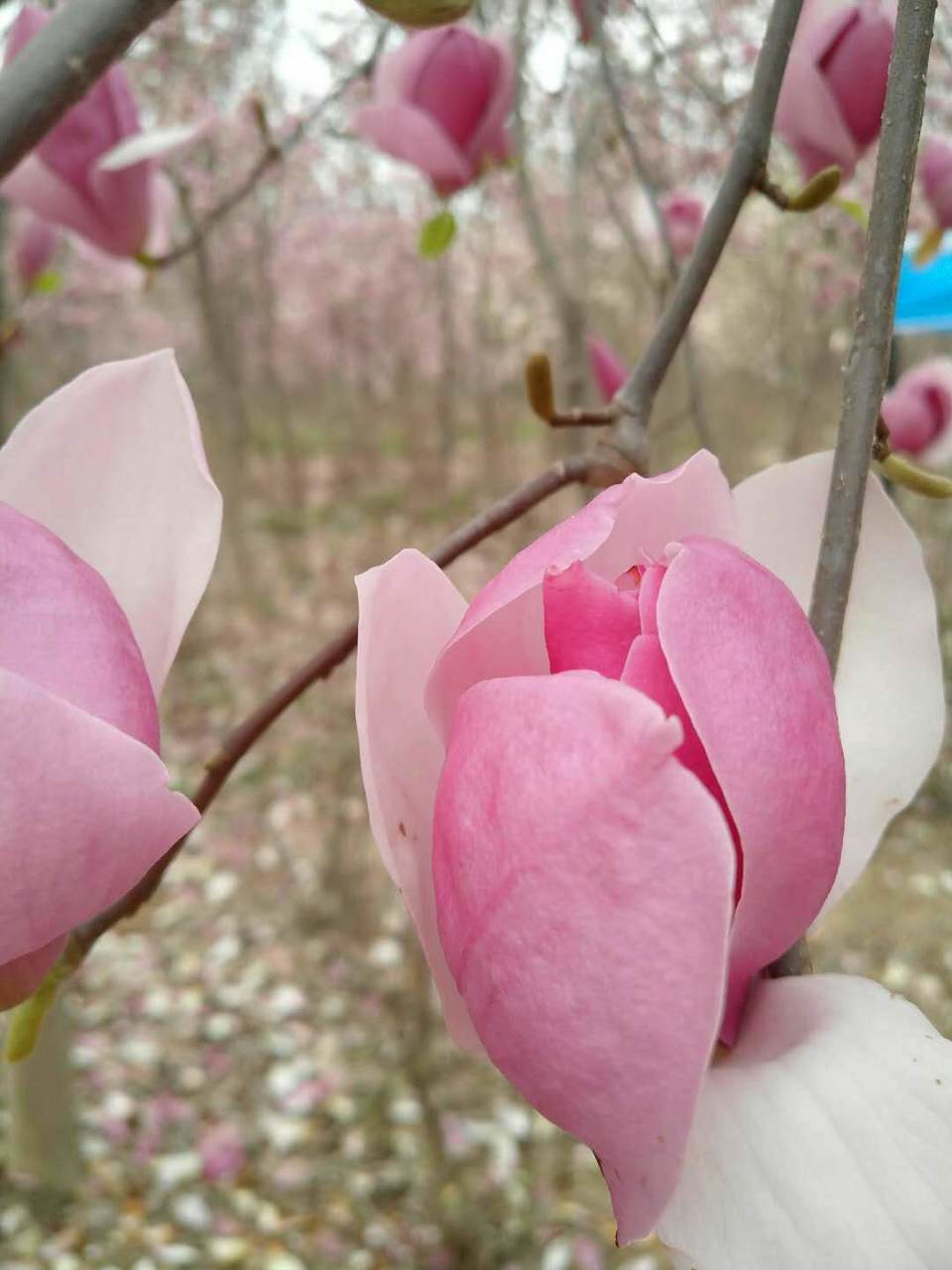 4JurxFfVFstRvcRxxOtPnLhndIfiEpgWDhL5DCF4Poo_w7l0ipRNCSWxXIT07F4v