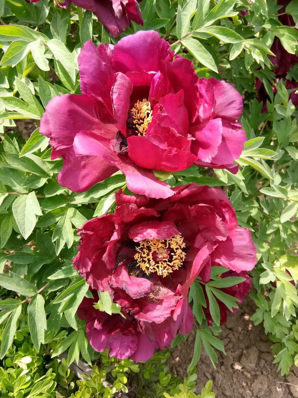 2xOSwrinmovexwkTmK69492sPaLp1hzQYvoMjiu5EyBh5IUdQm4Bj1hRoUIxEVOB