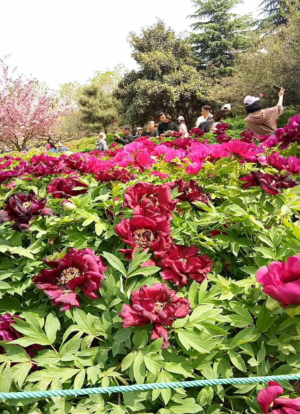 UKjph9CWgmGYaiCIrQyBwp5h6rfFe26SpB1QQuojHFCFSY6XaVZsZ25fzoE5vtPE