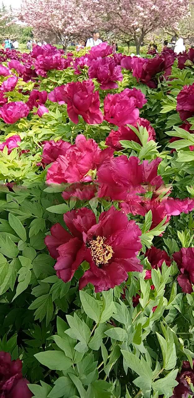 CdYINE-T2fh_fZzpyCc7ZtPySH8L8K7_IZ1qgY_qmvYB-enzr9vXfM38hAXAcGZw