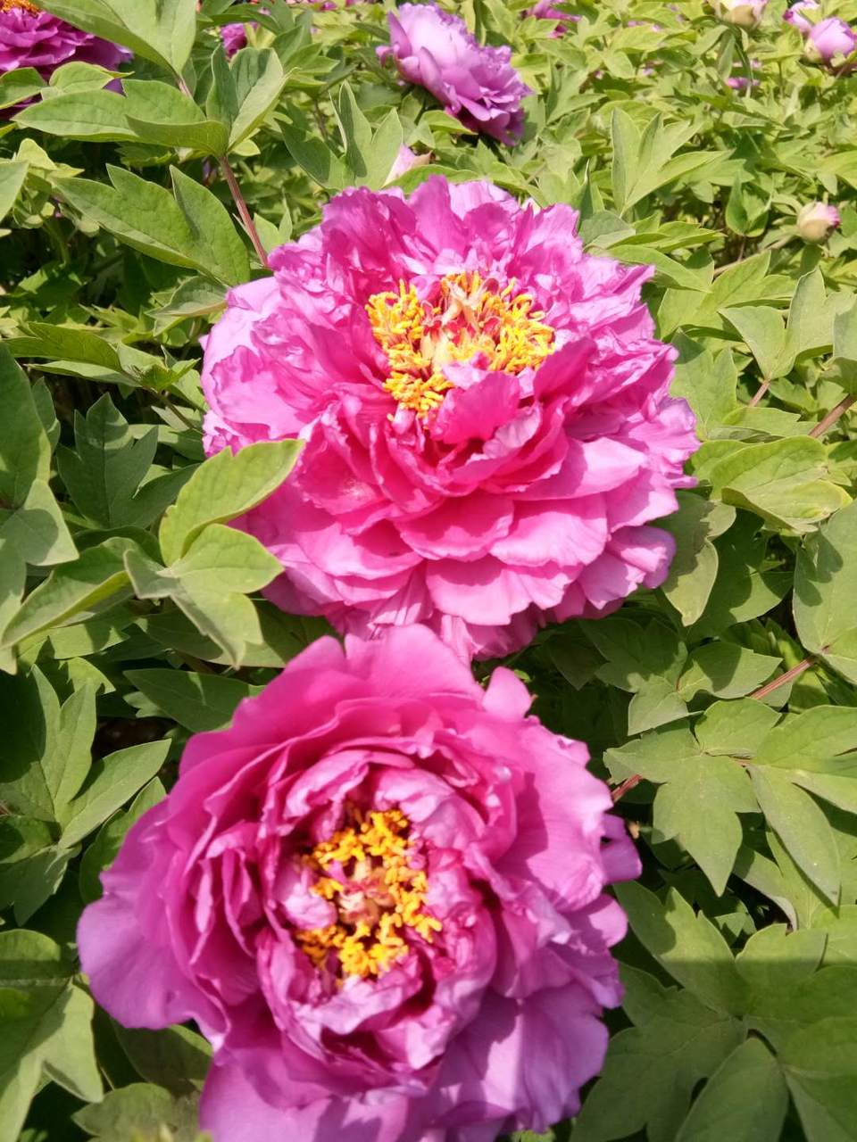 fWCkPqsTh1GUtSfOTFe9eo4DmdiJ-URW9S6OpNLFIR3LXLXDvlmPY7T8Zd8qaH8G