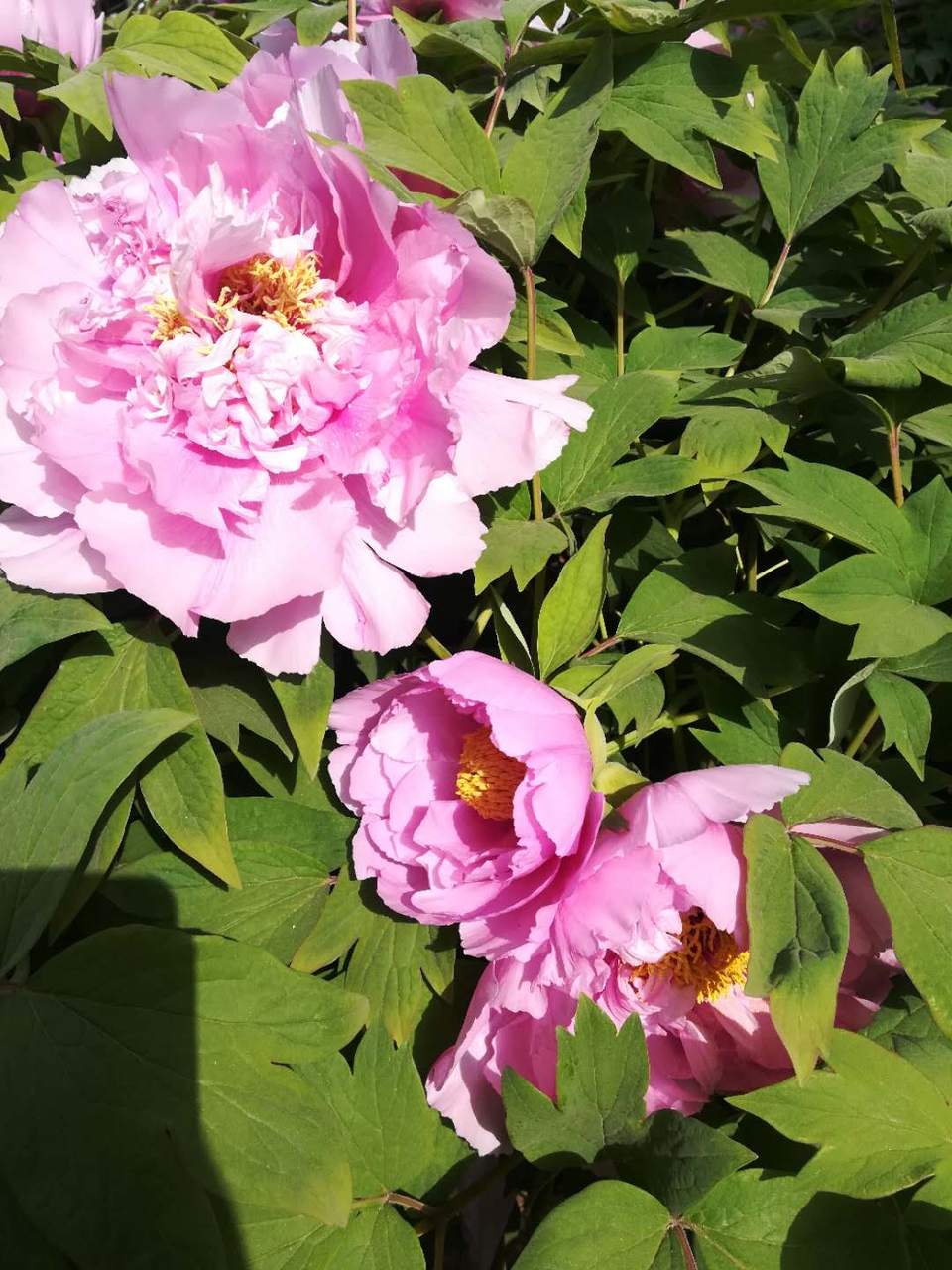 La3Ujc5oB2yXH2Eygb8oEBdvX6-vSVBiXu5NrJe5ejt_UaqxLDvKYuBKtvLotekT