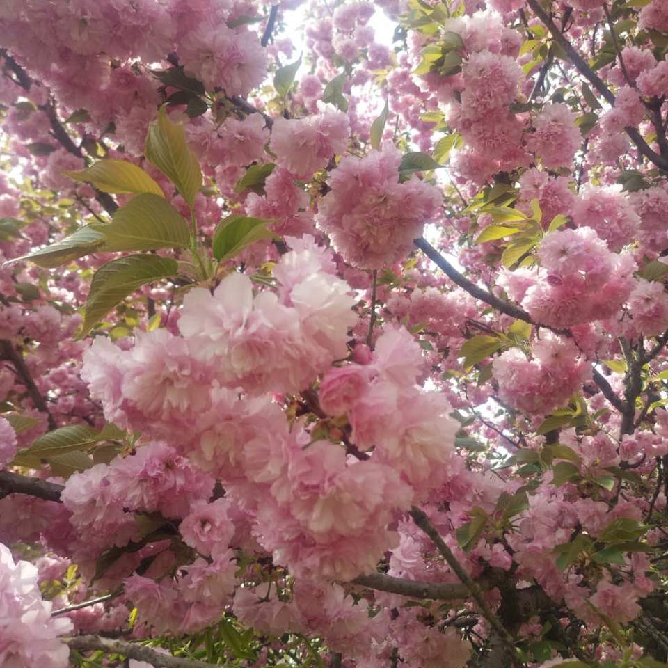 6kNKtHS75vGMA3flVmv3nOH7tWrJtZ2Q-puX-sklS6IK1N1YMkqlEstYhmmJia5J