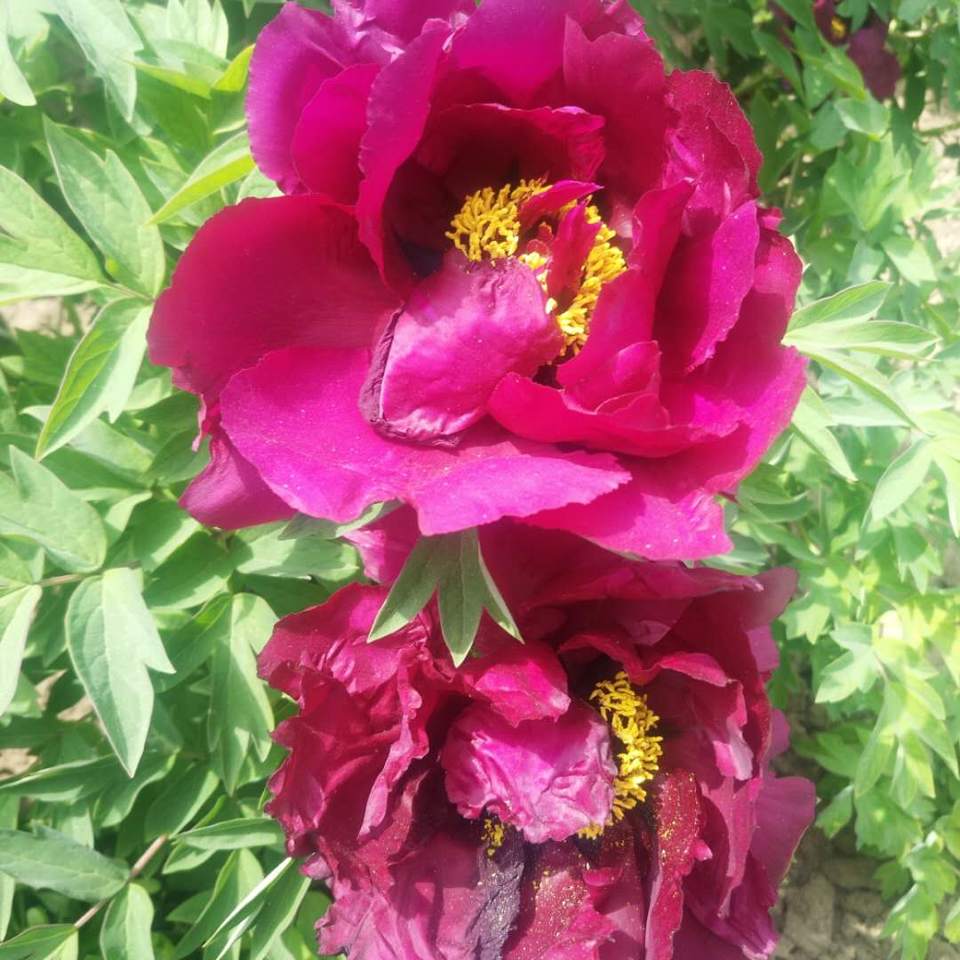 ahpsAGF_BUYu8J5G3Ti0ESCjvMI7Oh29Dv1CRjc0m-L1MJ6saYo1Tt2k5Kv93THl