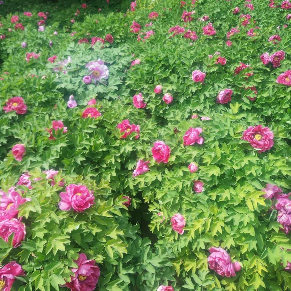 1MS71mdzaF4jKavkQl-Aa3xRv8yhS0QI_BiLgbF2sPMqTXNxhiAUvVRg9E0K05Fq