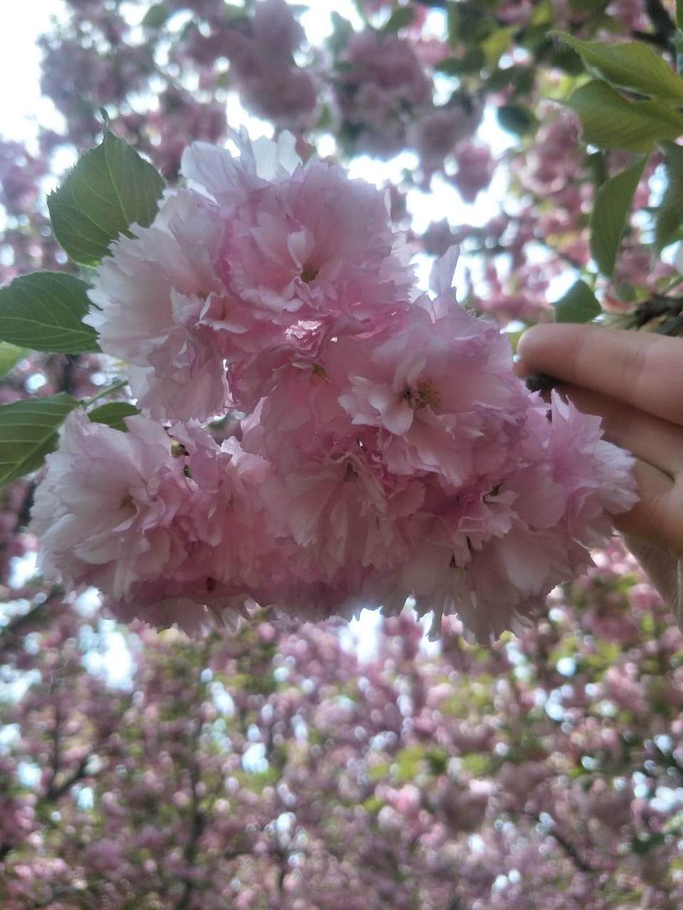 lhJT394pf9iV9JIDU9z51TAnczRdmZmlDLVK-Sp-QvEv31xjaJsBB1KMNdXhuKjQ