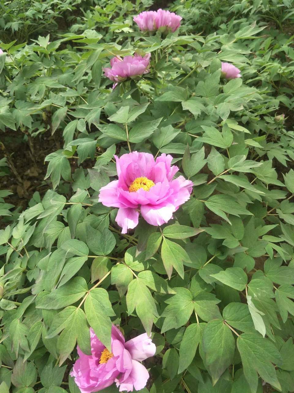 iVPeJxQkZApXajMULCvtaravQdzmJyBnJs8URX397j_dqw4p-6MwjKntCYRv7fIE