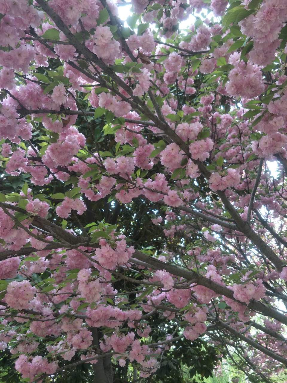 _VqMgvxJL_Ckc0raPG9zfKH7KpAiJoh5b39XmV8wNN_7Pu11MyfHCtZS3mA6ReJo