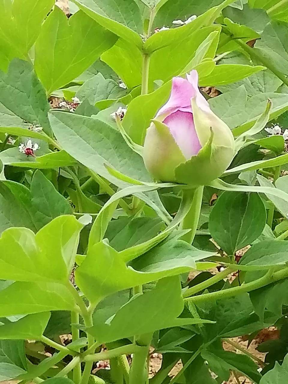 lbO4dvS5WozAppxPB5z-KNIK80qmBFDmxIOMp1RCijkdm1351HvebRQBRlD-Anpm