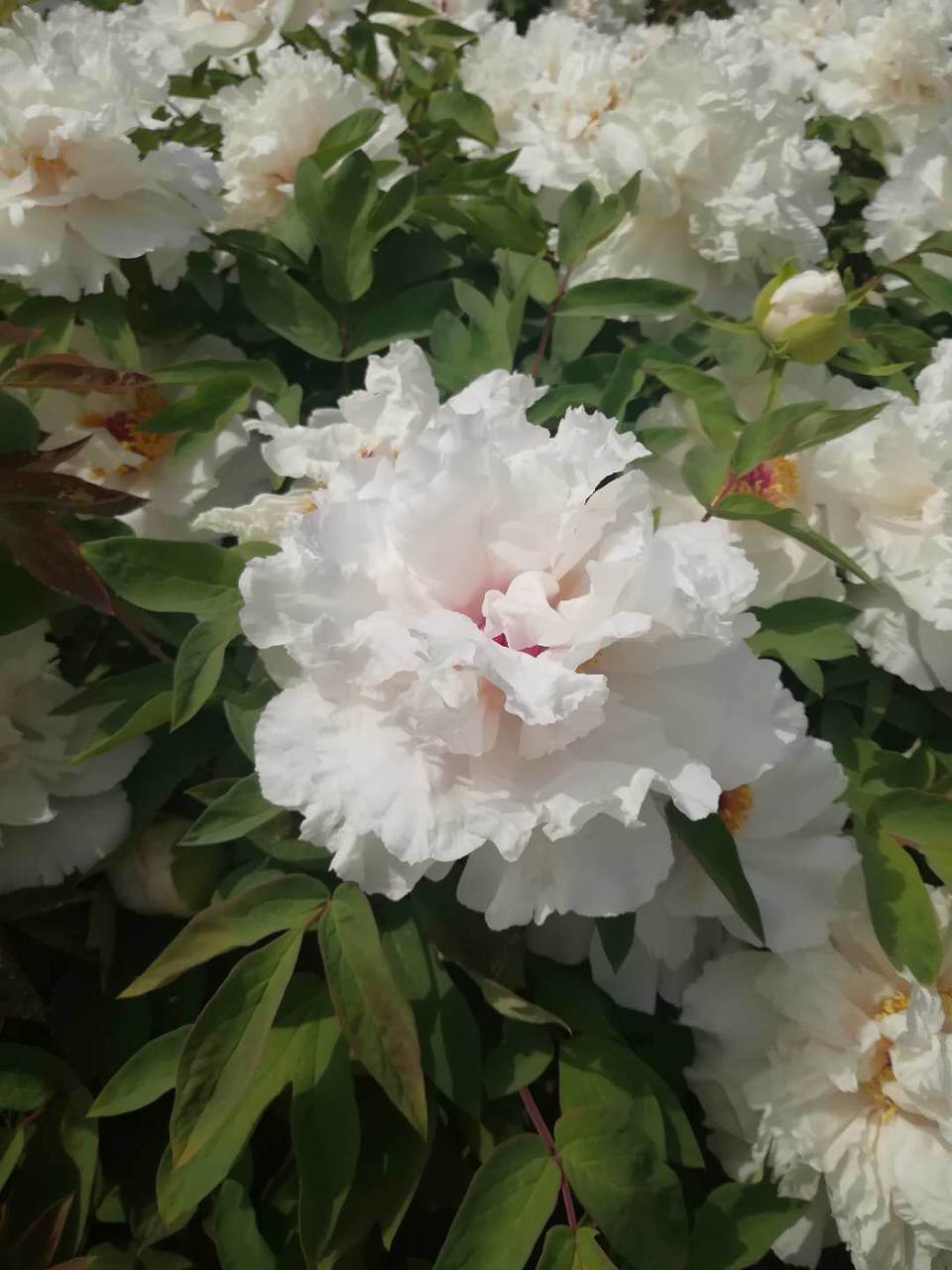 fVWCVOho2qdSHwty9l2T1cpoeE3RFEiMDBAPqELmlSzEBfXXTXojSL33MeTdzGkL