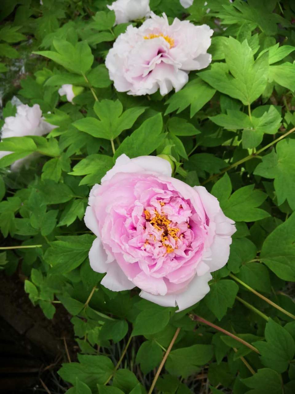 HcA1LbIrCozVcdtYcoPTW44k_ByLN31x9Y8rf5yaCltGA8V6ROHZRxKHzwhMmIwb