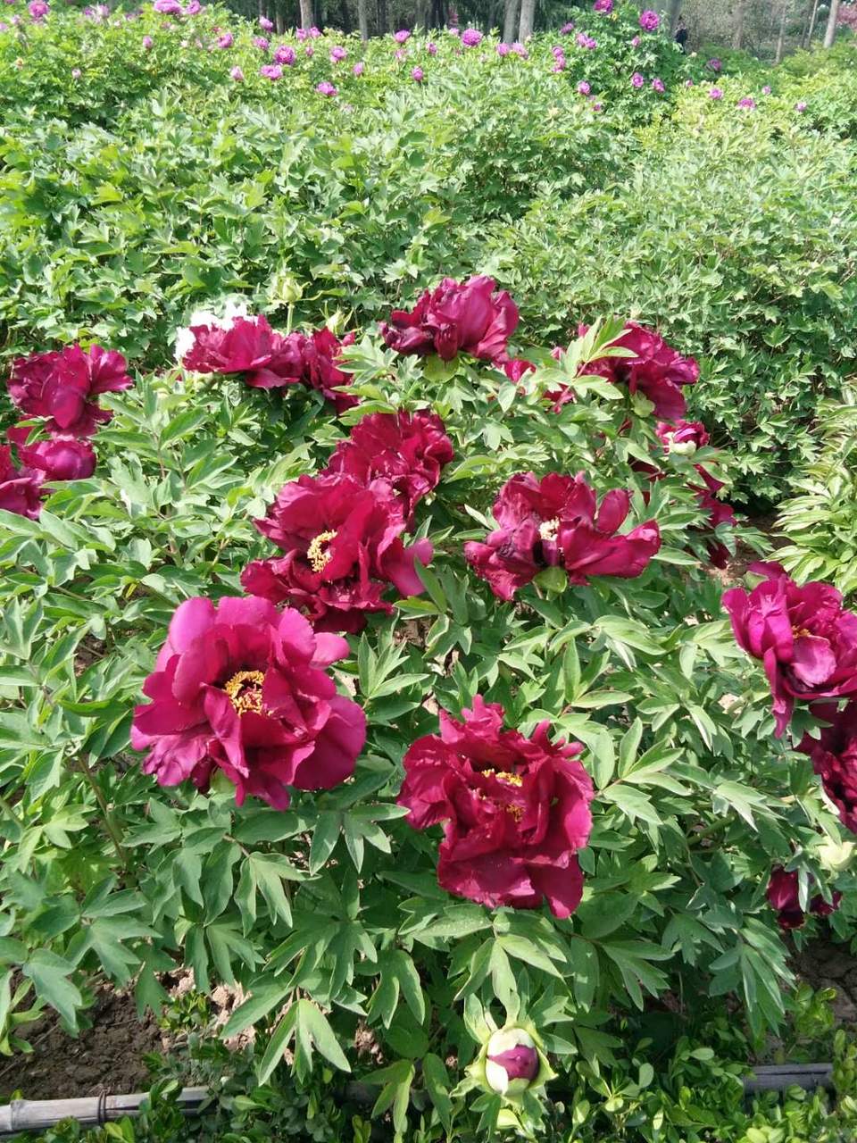 _duwF4NXyfxipTbPcTTcXALv-eHM-U5J3E5iUKiCLJ5kD9IrfTALQClBWEHpE5ey