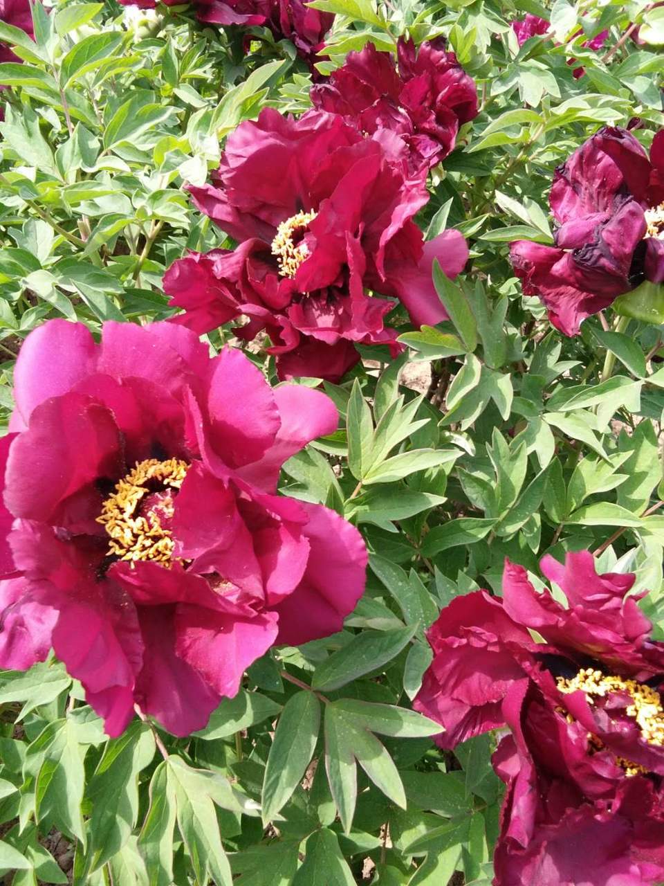 EVLlp3NMOJq8P7jvlLrzS9DvEbhvLgIfV5bHxVBTZClMNwxwlDT5fZRqfGGsH1FE