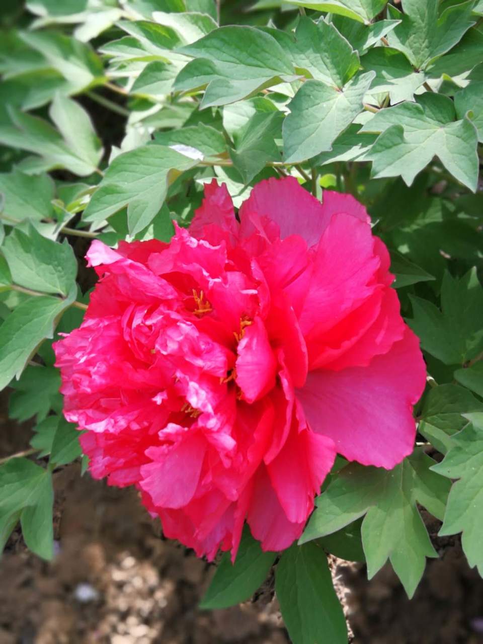 4QMSuAQDgIsg9qnGJEv0vuSkwJ-QibTGrerCjTeQRTAKAhbOX2d1GN0IixAPeRR9