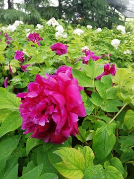 _HYLtE42eMFFFISHkEZlQ3HSM8MrfE5WXFH6UAUrPknJ20sbNTM4pKF32v47_dpl