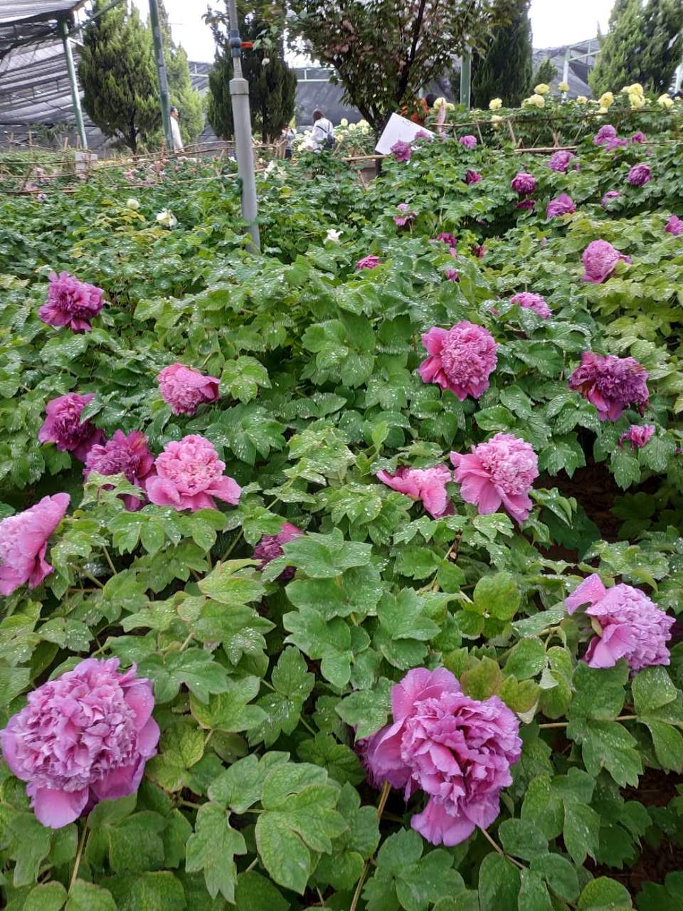 Dpu1l6xysNm3ieH9xOkYztNFzS3hgWJG5_cox42JBvP8NoHCFIZ1wV5HwQS9fetl