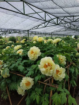 8-za5Wky3foyoyrcyQNuuyCfRTL8cfw4XAoFIeFiQF225B6LofDi9vhQJDPIwZ5S