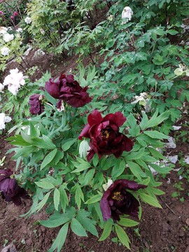 BNXCG1MoE0xXeZ1RtI9F_ur9WrfBXlMIJQpDiaPF_BfhCPo_1GdgYCVak6G1idqr