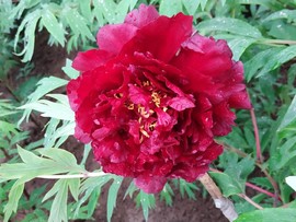 Nng2WDw2zK8v8Zn0v7U743hEHVKjcoR0bqdpuCXFX9ujPyi60UzODGhTKCsP16_h