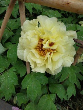 CRie8E6ReYgz_4TZbMRAnsQ3cVZT056G6td_AhE52fsjiW1fiqjXNY6XxB9EokNr