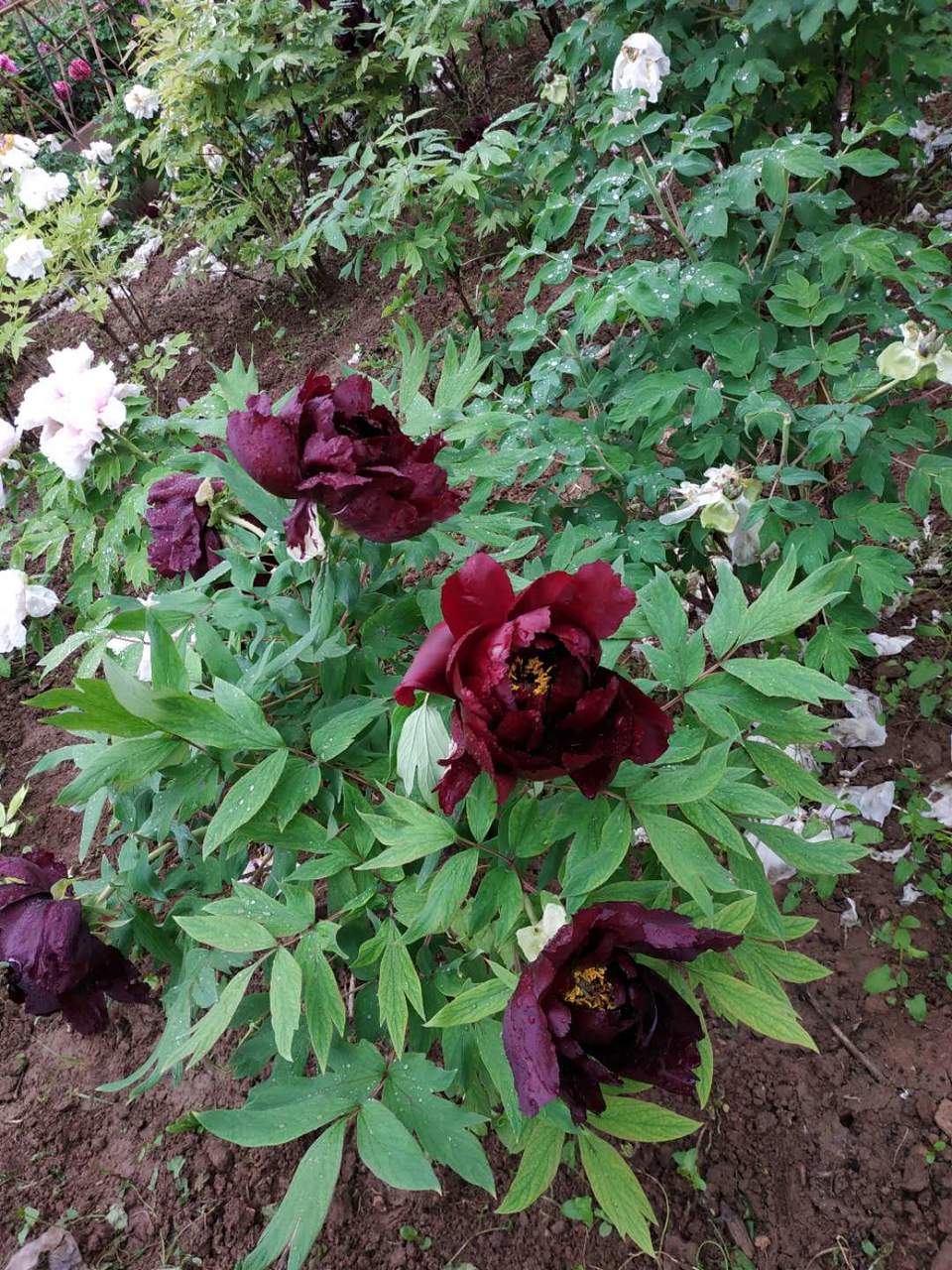 BNXCG1MoE0xXeZ1RtI9F_ur9WrfBXlMIJQpDiaPF_BfhCPo_1GdgYCVak6G1idqr