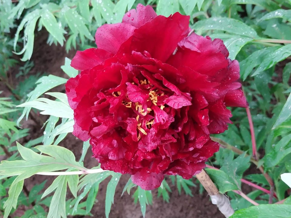 Nng2WDw2zK8v8Zn0v7U743hEHVKjcoR0bqdpuCXFX9ujPyi60UzODGhTKCsP16_h