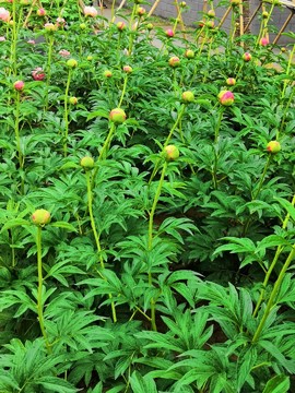 rw5i36Hlr-tAhYHaK3fxUQYVmtRY-WINCKMSzBa4FX20e6mrW_geNg_0rcXZDDy7