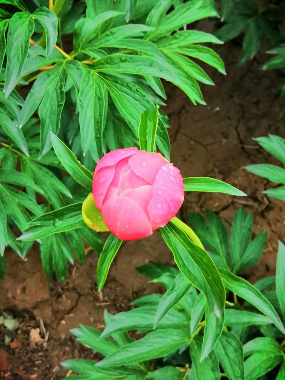 z08EVB1D7a2m2Uo58CVyYK2x6yFNH880EjMy54Lj3wvcecBdYg9kVzKHnCGVowdv