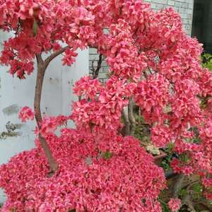 Ph_f8rq0qfUGVVzSGmDKqPD_y8Kf51Ae0C1Hjh7FU5wDWJD9Z18AI0ZBIqppMMfo