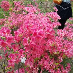 Cb_atctZJv3xicoWXGuZhT7CyVgghaqsZLR-wF4I2IkkJX4JdoIvSA4aQ96zYCy_