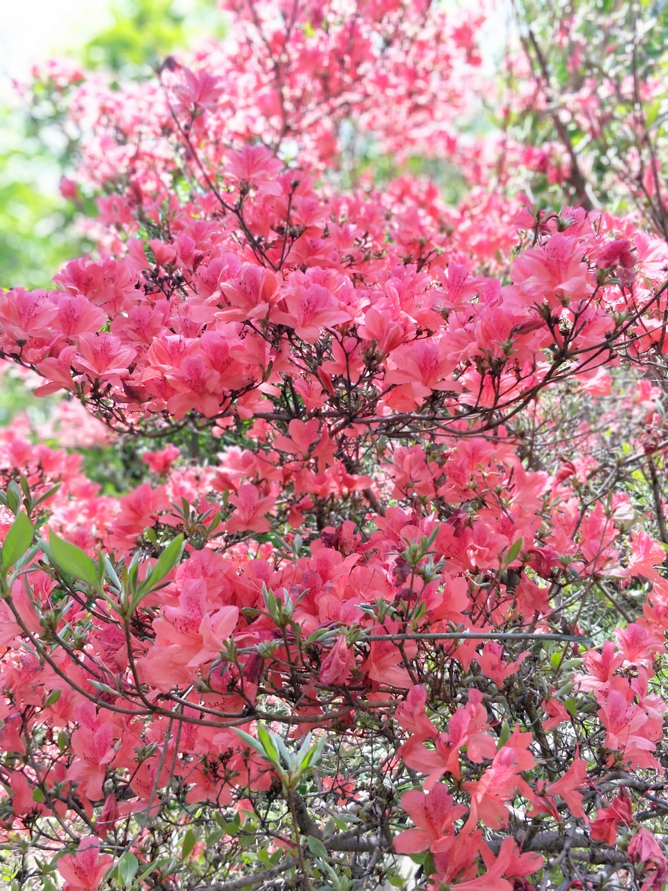 hali7NLIiL1cfX9YZbI1PUPDDUZznGiVAkBZEBm5R7bBuo5PCJszokNjJWlaWhGL