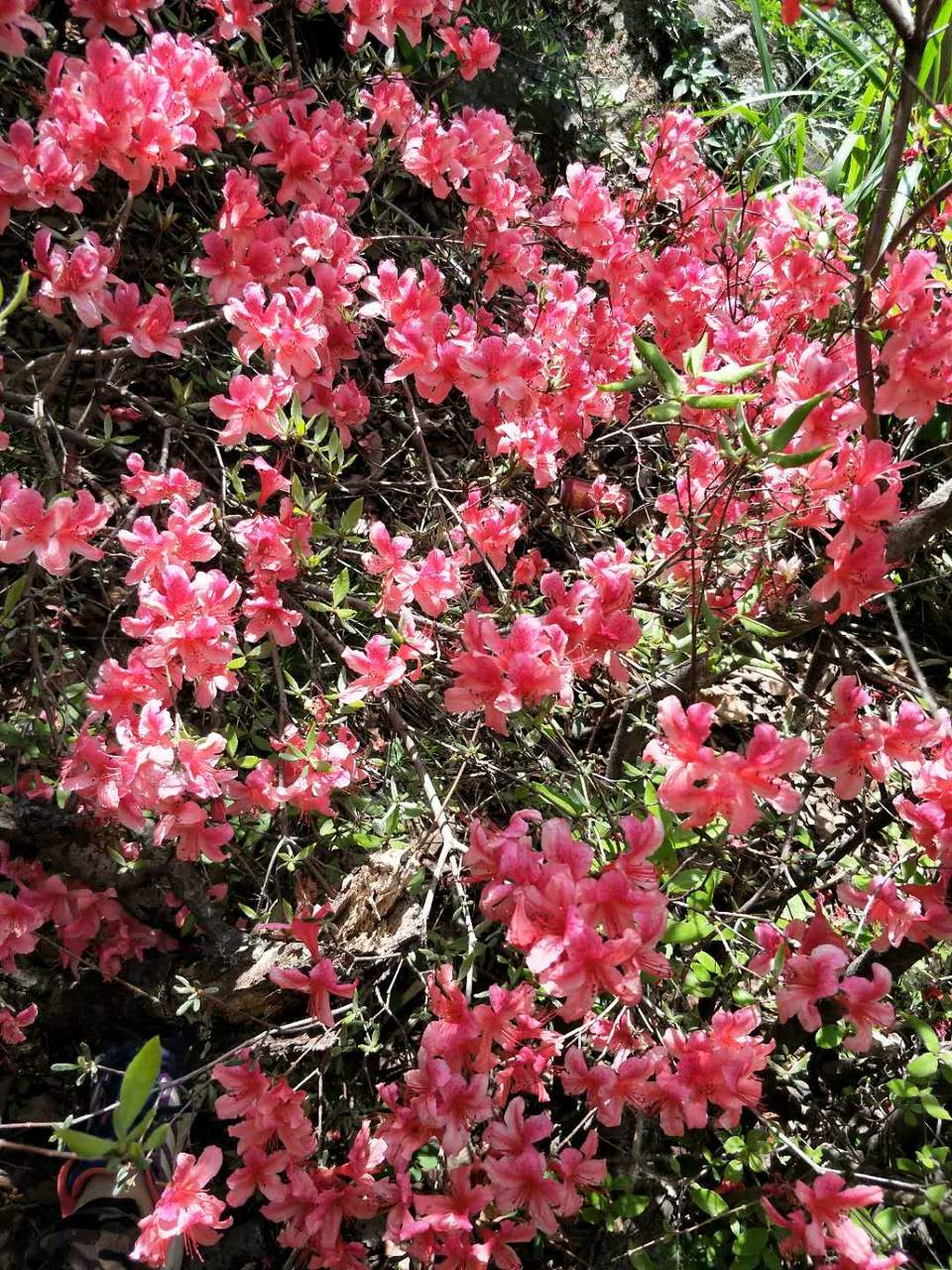 aVl5aDa7LP2a-42DNmCUURsl1hNvoXbYCjkmkblQm9-adIYQKEWz78diZNvv-E9j