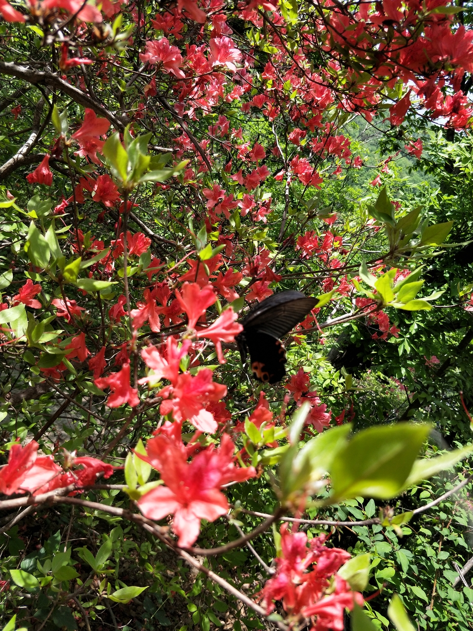 qM4NcSTO3rUAL6QPx8adegC080SUFWHAvJpHD0kh4C1tcGsA7reMNvTYlDVGa6yP