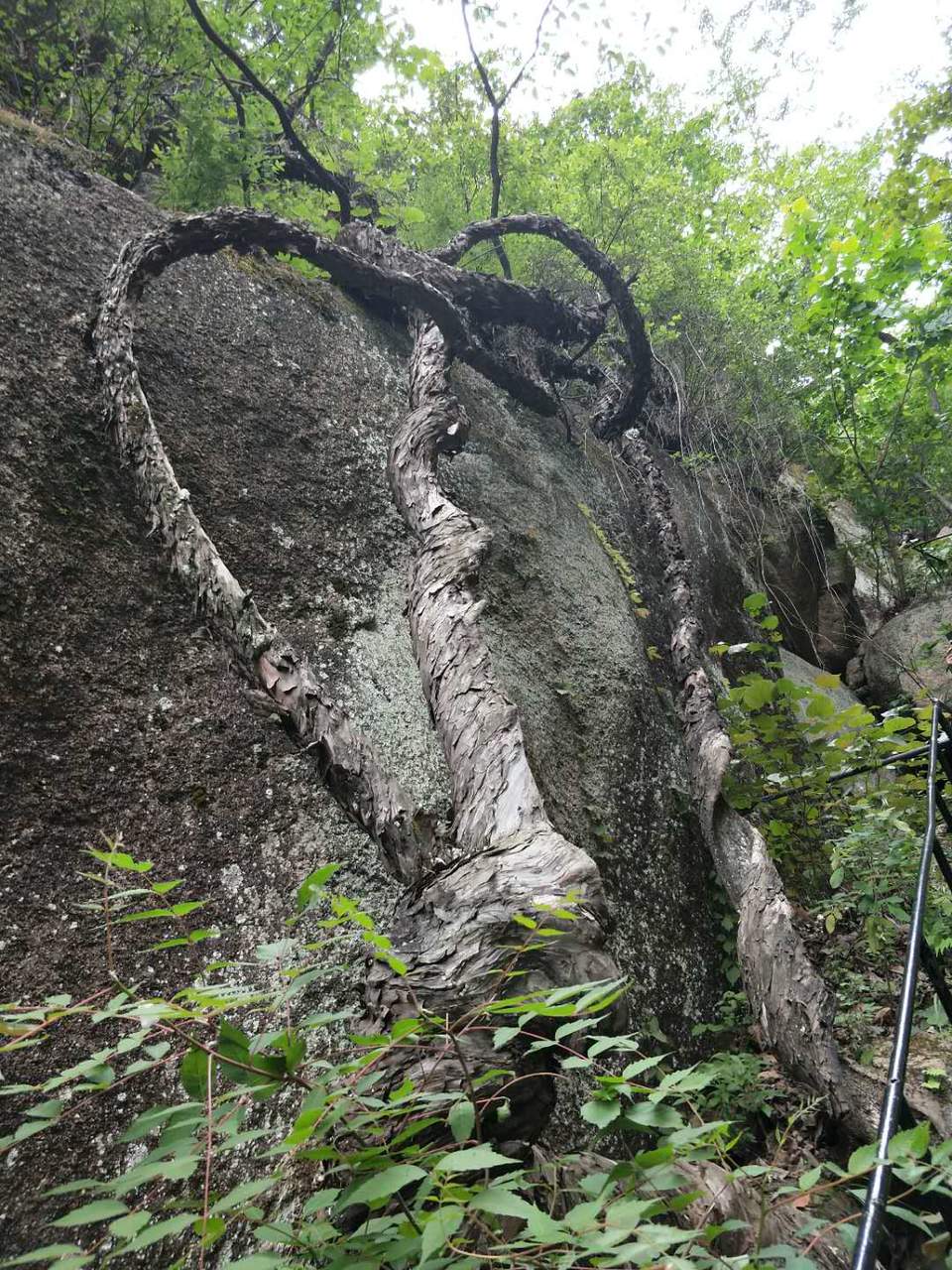 XWRg1TORB2j2DrOXK3mhjgveDDy0MUlLw_1nOHtRMPr64_jIonRC2qydycr7MNW4