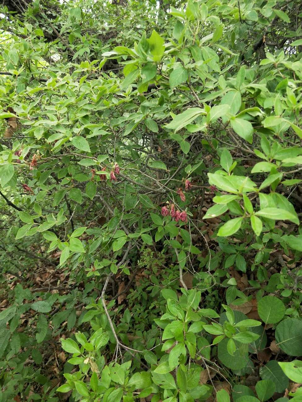 myDfyfyiCBvq5NCDbsNxOQgNDGVKsXlPFgYsILem1LZWq8Uke5LXccTV8KxlLzGX