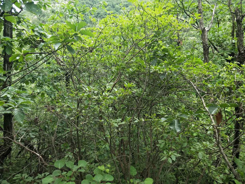 WfO45GlEGmShjVRd3u9kl186UaPB6JqgNnn5fVkqeGCsv11jySOaQXv8Lrx4RX5x