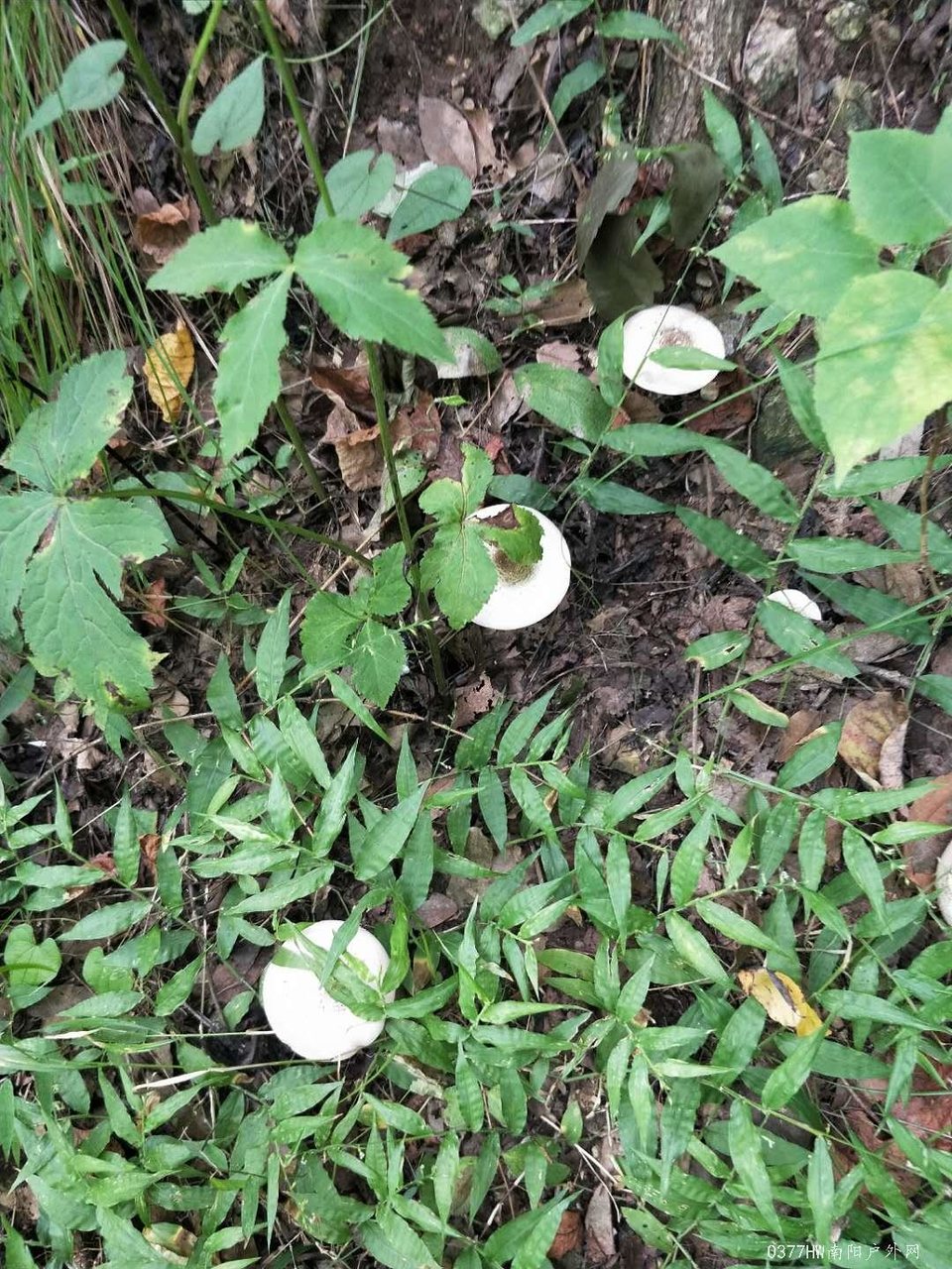 hELKH9oeVsu9OVz8YrHKjgvOXYOfhhLyfDcZ7rEJlgBAuJryR0yVL7CDTSrCzJWV