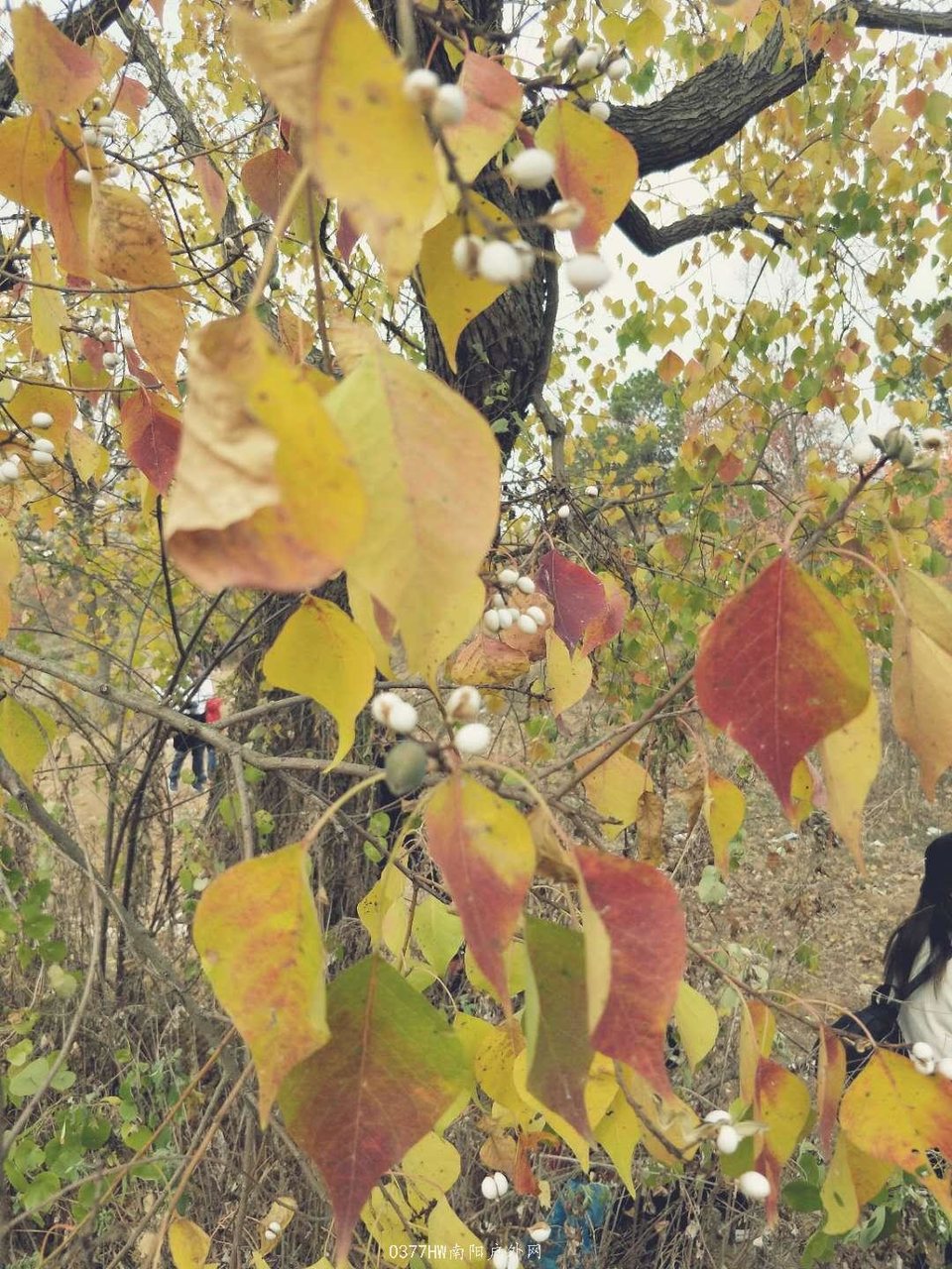 CNumXNWZlAoLDrAYMIv-LFD9oPOA-FCIvJYyd0NbJZl78LWIa0u8Df-4YC0upyFC