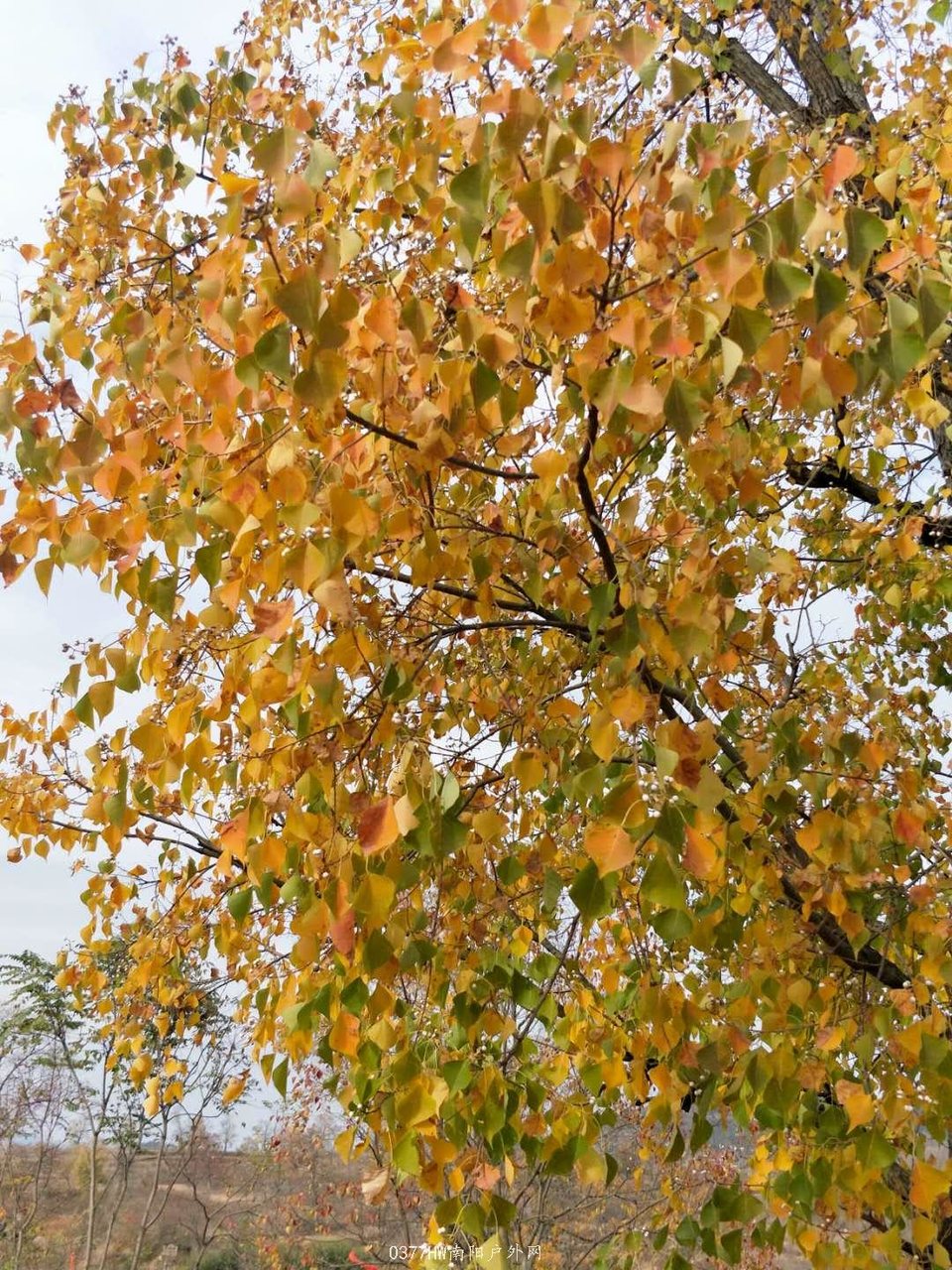 3mtVezYaLMw6oTAMOl6qLDHisXvX01FEKVRcBWW-Zr3FlX0Zs7cW25iQ4xezClNZ