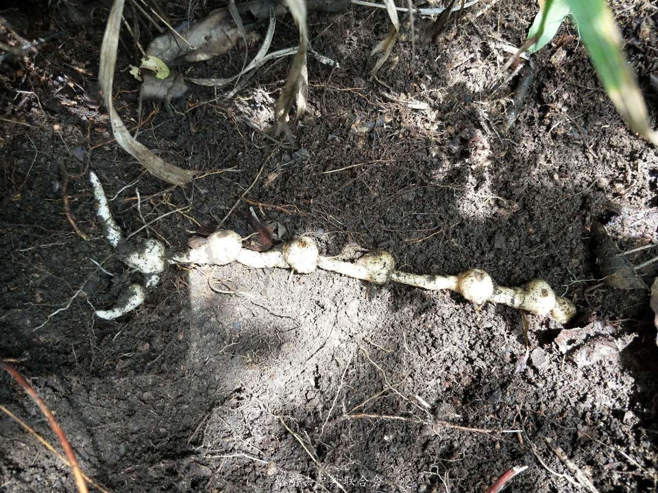 AY0SmbW7Bfp8ntpg2-HXz_AMwITdzrIE5Dqp64ubTGY8nFIropVFHHLxQp1ZbaYp