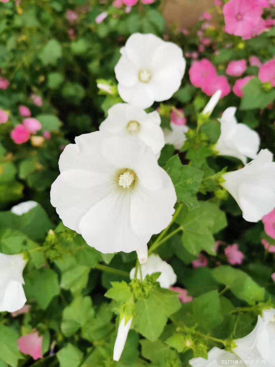 40ffn2NhsweXhI75M-N2zKL7-D9SfsiOMsQbKMefWFMBRWHljowRsKmJkwplOO3q